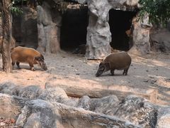 -清迈夜间动物园