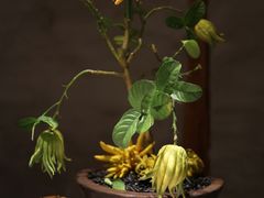 -曲廊院(东四十一条店)