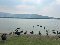 -长兴太湖图影湿地文化园
