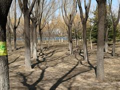 -大兴滨河森林公园