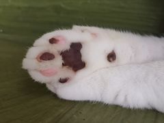 -猫猫幼稚园·撸猫·桌游·电玩