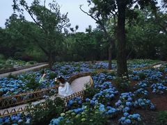 -上海共青森林公园