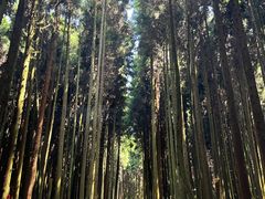 -武陵山森林公园