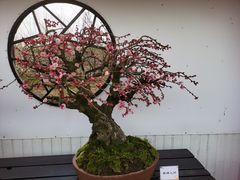 -香雪海