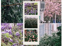 -溪岸路花鸟市场