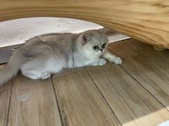 -李小姐の猫咖啡馆(五角场店)