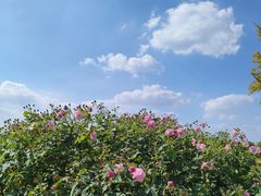 -嘉北郊野公园