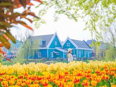 -荷兰花海