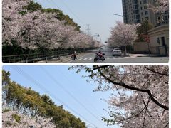 -高东镇樱花园