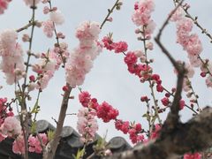 -南汇桃花村
