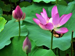 -野鸭湖国家湿地公园