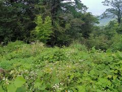 -大围山国家森林公园