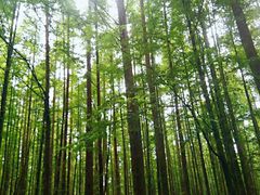-山王坪喀斯特国家生态公园
