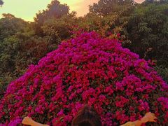 -东莞植物园