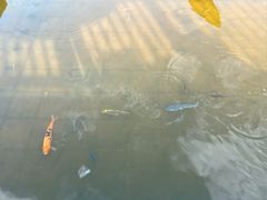 -三亚海棠湾万丽度假酒店