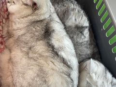 -爱侣·安琦尔宠物医院·中兽医针灸·心内科·狂犬免疫点(宝山区院)
