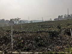 -美的鹭湖森林度假区