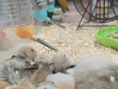 -钓仓鼠(洋桥北里小区店)