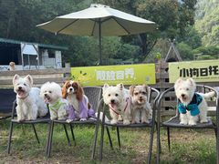 -趣多多宠物公园·宠物训犬学校·宠物寄养