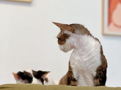 -有喵·猫咖·狗咖·40+猫狗有小奶狗(岗厦店)