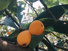 -塘栖枇杷特色园区