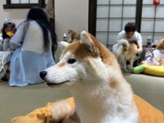 -逗柴咖啡屋·狗咖猫咖宠物桌游