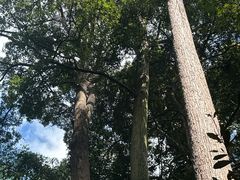 -武吉知马自然保护区