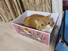 -谐和益家动物医院·免疫绝育·血液透析·宠保定点医院(高新伊藤分院)
