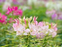 -上海滨江森林公园