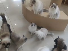 -鼓捣猫呢主题猫咖店