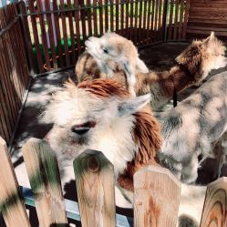 -萌宠亲子动物乐园(槐房万达店)