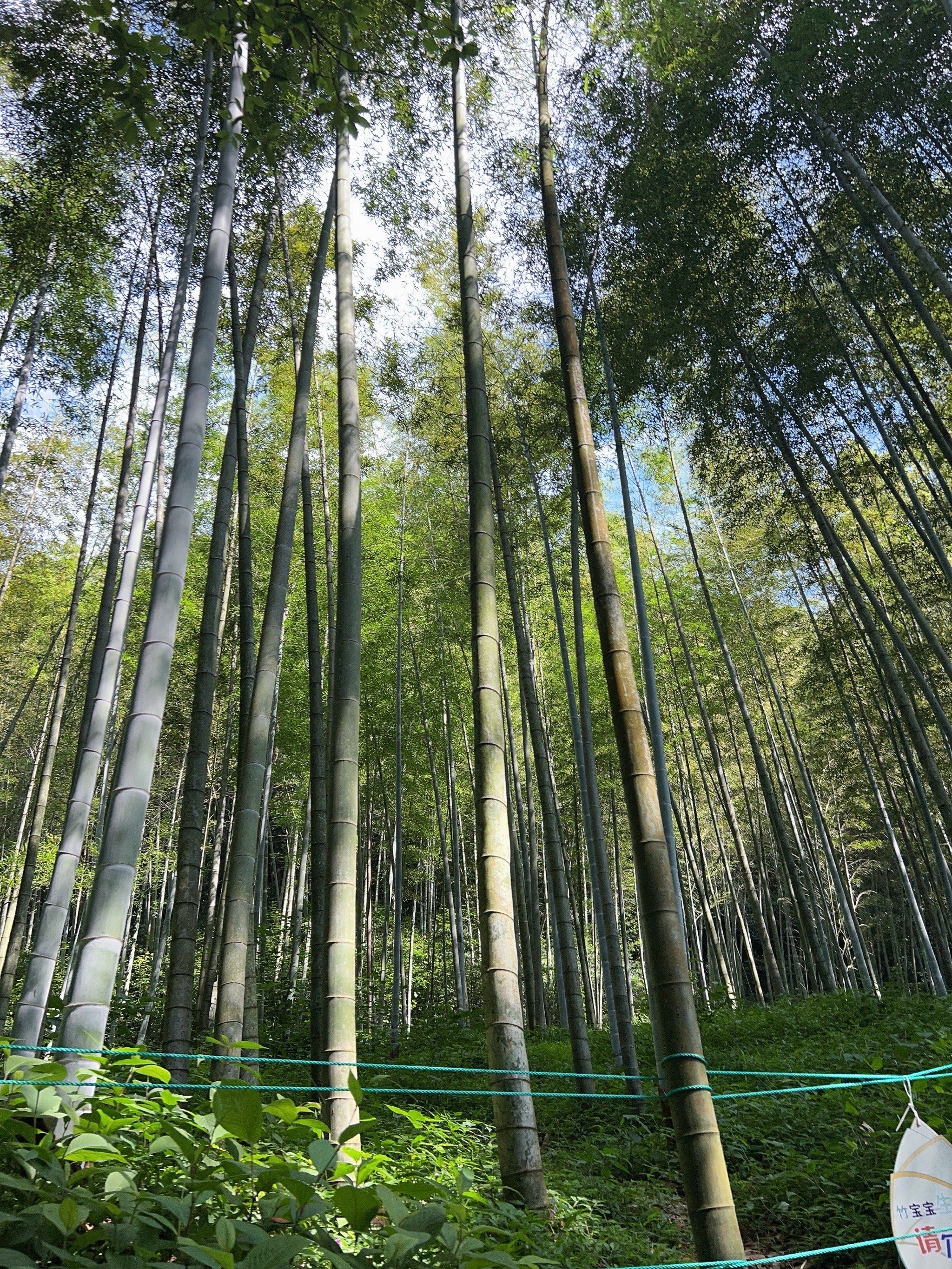 云溪竹径 杭州的绿野仙踪