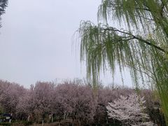 -西安青龙寺遗址景区