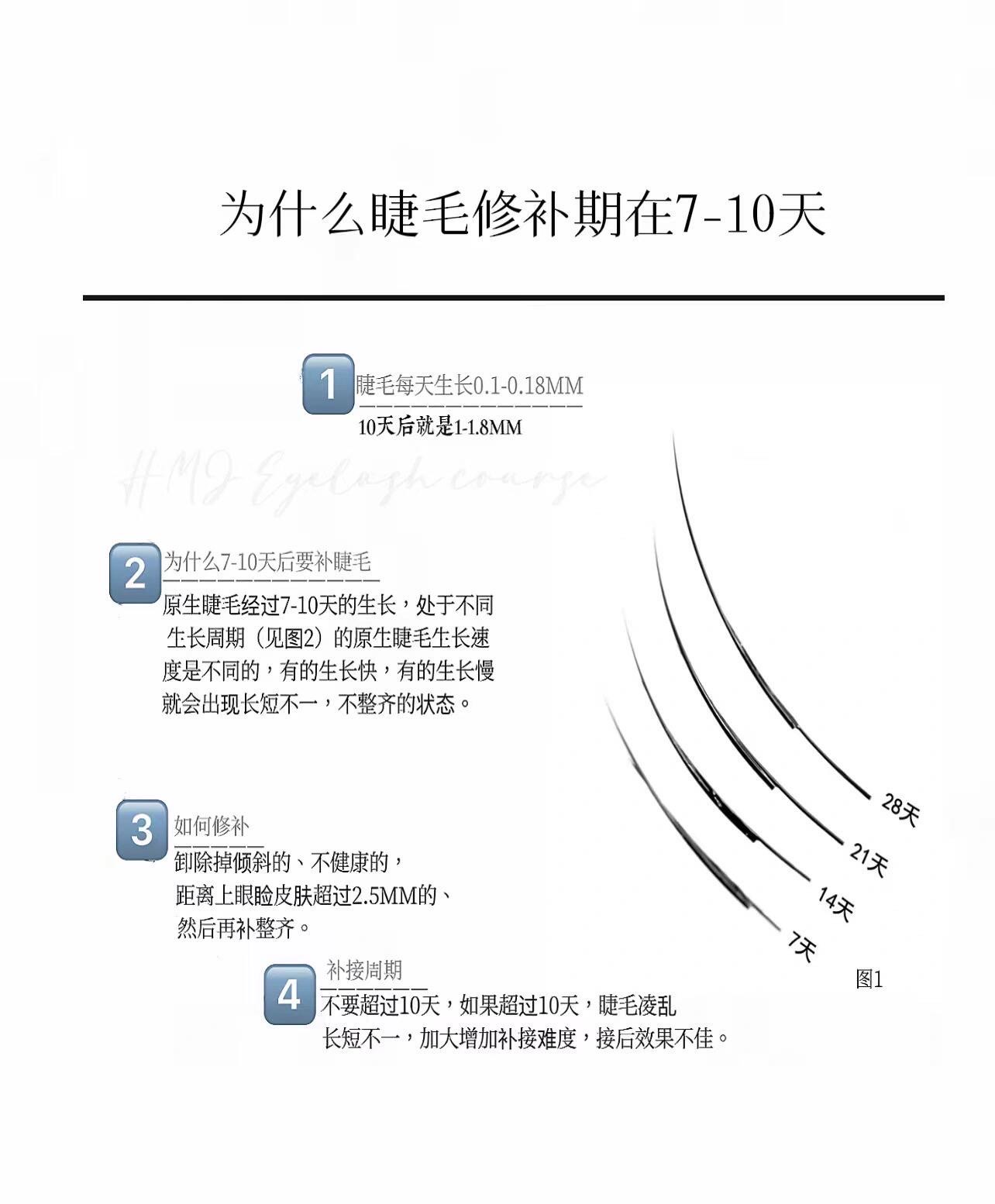 睫毛生长周期图片