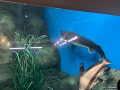 -上海海洋水族馆