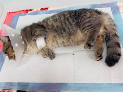 -达爱动物医院·犬猫分区·CT·复杂眼科(远洋山水分院)
