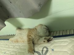 -瑞派紫金宠物医院24小时·骨科·中兽医·重症转诊中心(番禺大石院)