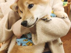 -豆柴町-柴犬主题狗咖(红鼎国际C座店)
