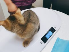 -中农国际动物医院24小时·猫科·骨科·急重症中心