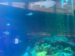-迪拜水族馆及水下动物园