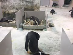 -大连圣亚海洋世界