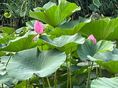 -丁香湖公园