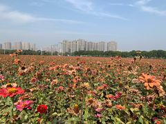 -皇粮浜公园
