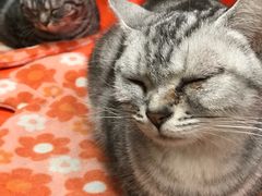-猫咪博物馆(顶澳仔猫街店)