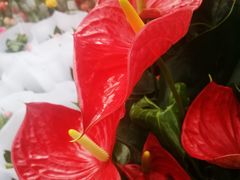 -重庆市江北嘴中央商务区中央公园