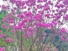 -荔香公园