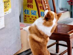 栗子-小梁哥云吞面(黄贝岭店)