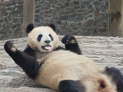 -都江堰中华大熊猫苑