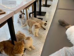 -喵园·猫主题咖啡厅·撸猫·猫咖(国贸店)