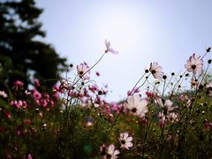 -武陵山森林公园